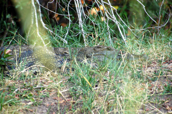 Crocodile on the shore of a Zambezi island