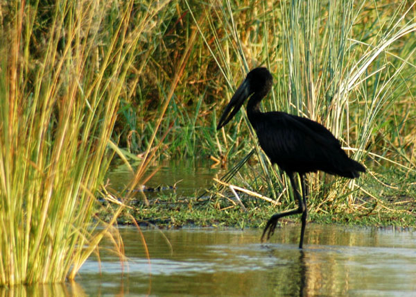 Open-billed Stork, Zambia