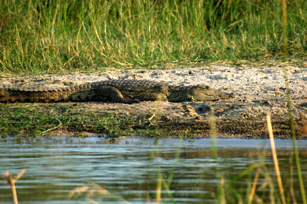 Crocodile, Zambia