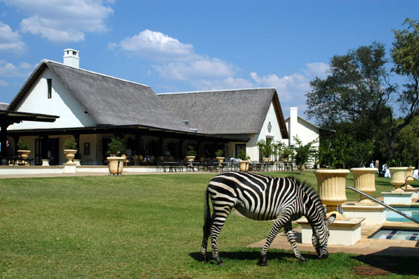 Zebra at the Royal Livingstone