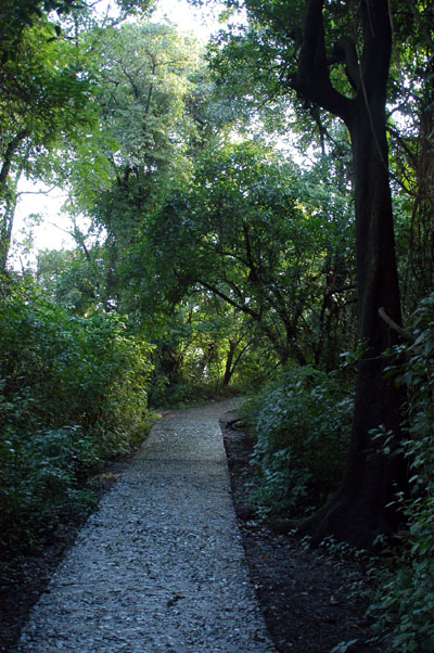 Path through the Zambian rainforest