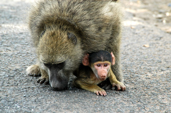 Mother and baby baboon, Zambia