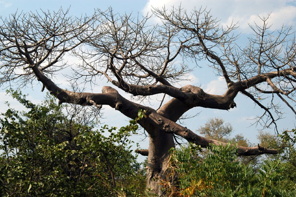 Zambia