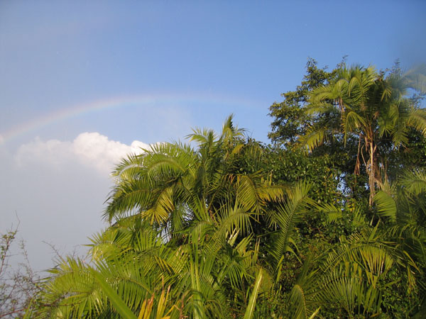 Victoria Falls rainforest