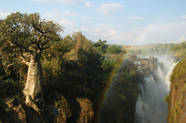 A huge Baobab on the Angolan side of Epupa Falls
