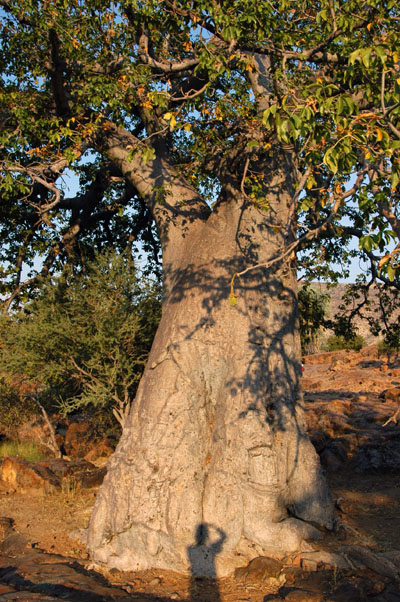 A huge baobab