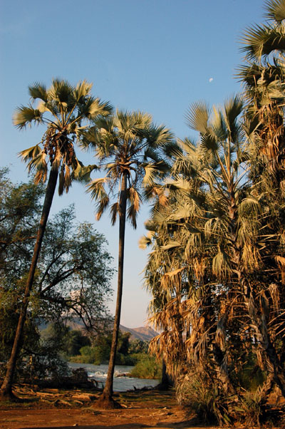 Palm grove near the camp