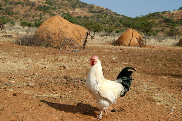 Chicken wandering the village