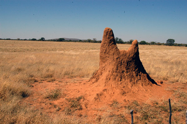 Termite mounds cover central Namibia