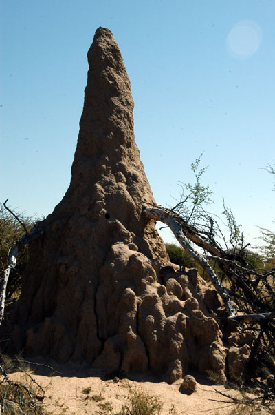 A huge termite mound