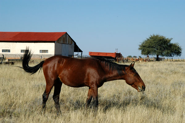 One of the horses at Eureka