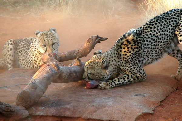Cheetah feeding at Naua Naua