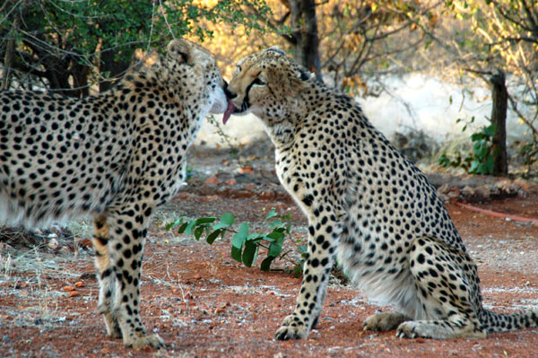 Cheetah licking each other after dinner