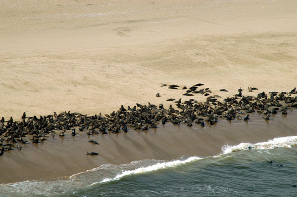 Cape Fur Seals, Conception Bay, Namibia