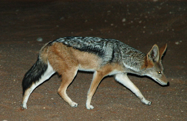 Jackal at Sossusvlei Lodge