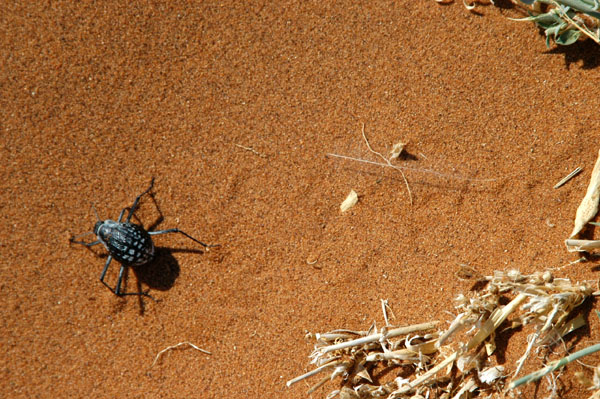 Desert beetle, Namibia