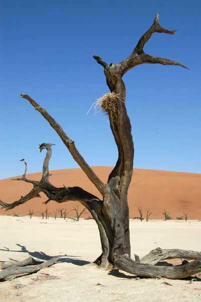 Dead Vlei