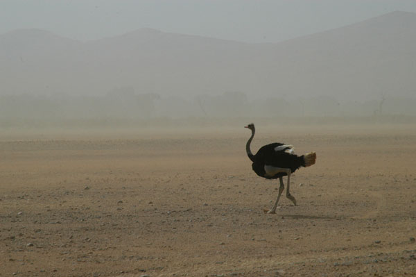 Ostrich in a dust storm, Sossusvlei