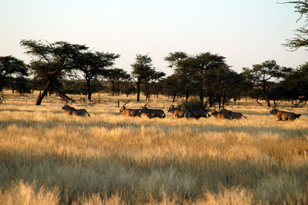 Herd of wild oryx (gemsbok)