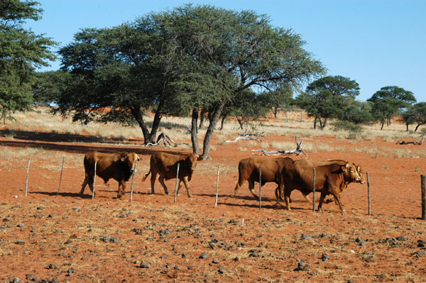 Cattle on the farm at Ellingerode