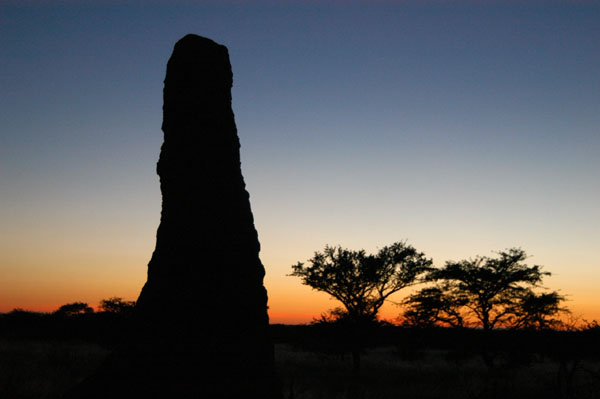 Termite mound at dawn, Namibia
