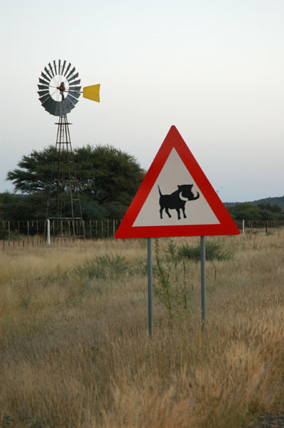 Warthog crossing, Namibia