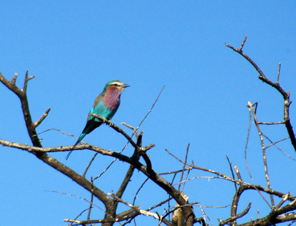Lilac Breasted Roller along the road to Etosha