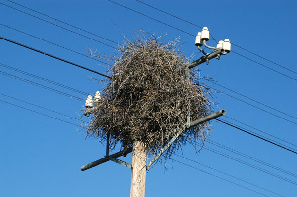 Large nest on a telephone pole