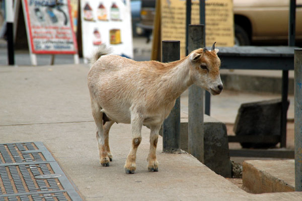 Goat wandering around Accra
