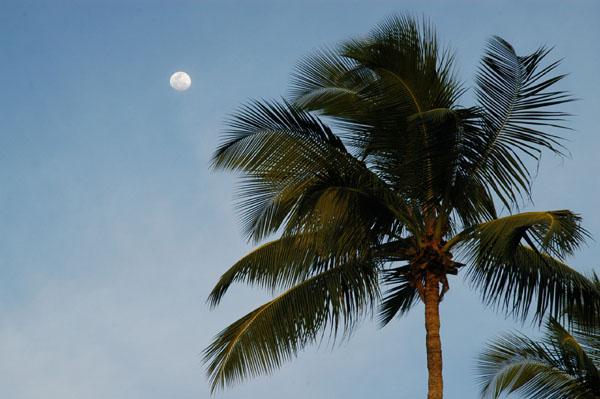 Palm tree with full moon, Seychelles