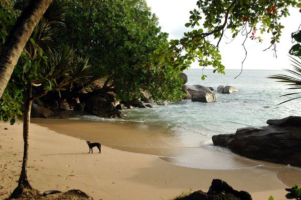 Dog in a small cove north of Beau Vallon