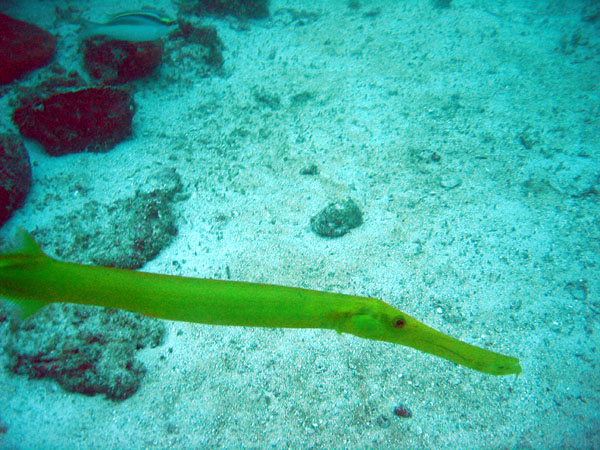 Pipe fish, Grouper Point