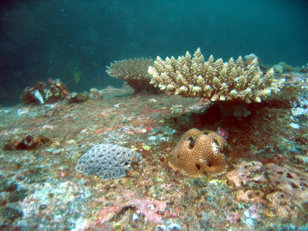 Grouper Point, Mah Island