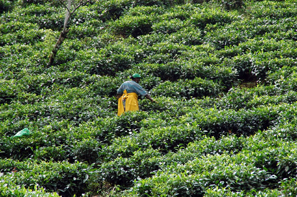 Tea Plantation, Chemin Forêt Noire