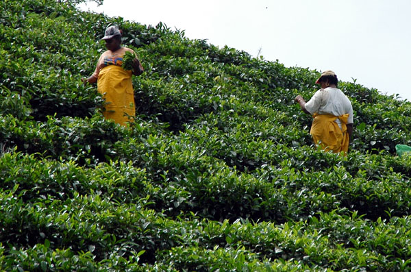 Tea Plantation, Chemin Forêt Noire