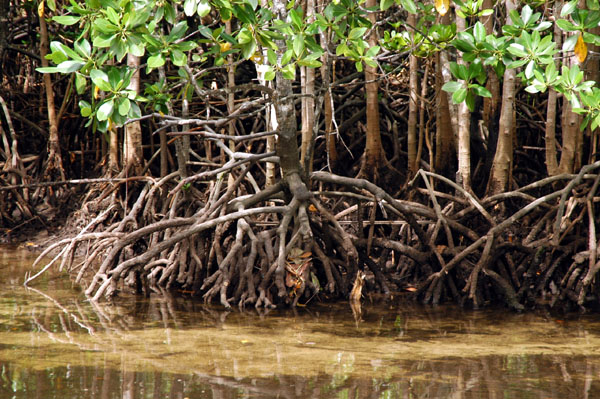 Mangroves, Port Launay Marine National Park