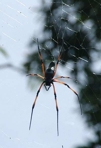 There are lots of big spiders in the Seychelles