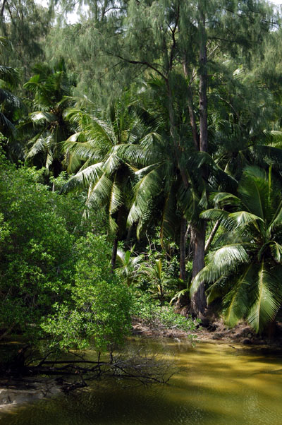 Wetlands behind Anse Soleil