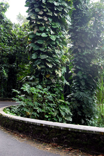 Jungle along Chemin La Misre