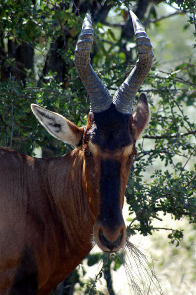Red Hartebeest...why the long face?