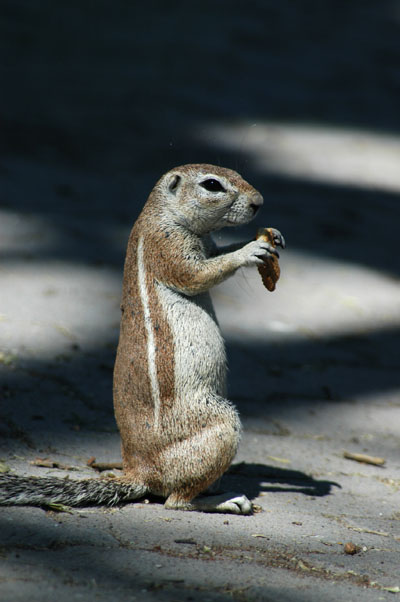 Cape ground squirrel at Okaukuejo