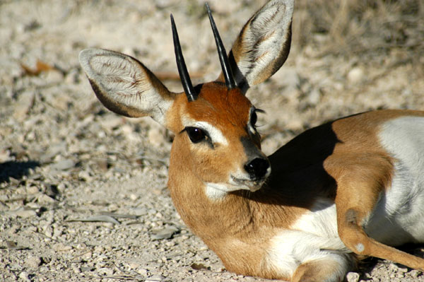 Steenbok