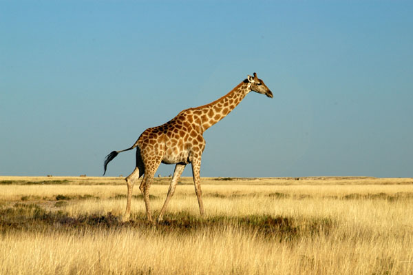 Giraffe, Etosha