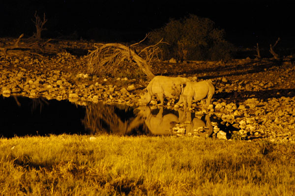 Sightings of Black Rhino at Okaukuejo's floodlit waterhole are practically guaranteed