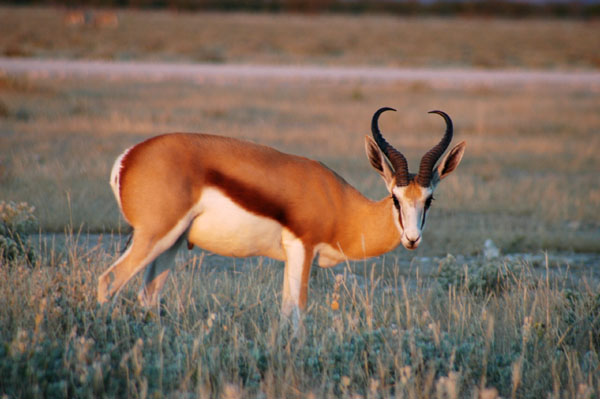 Springbok near Okaukuejo camp