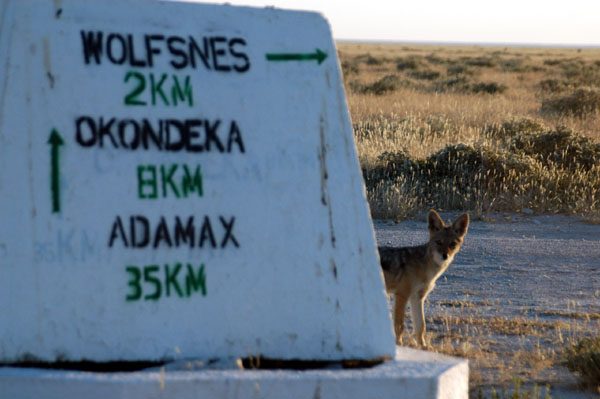 Jackal peering out from behind a road marker, Etosha