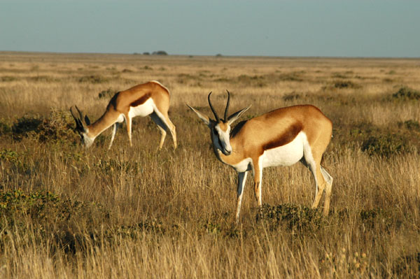No lions at Wolfsnes...only Springbok