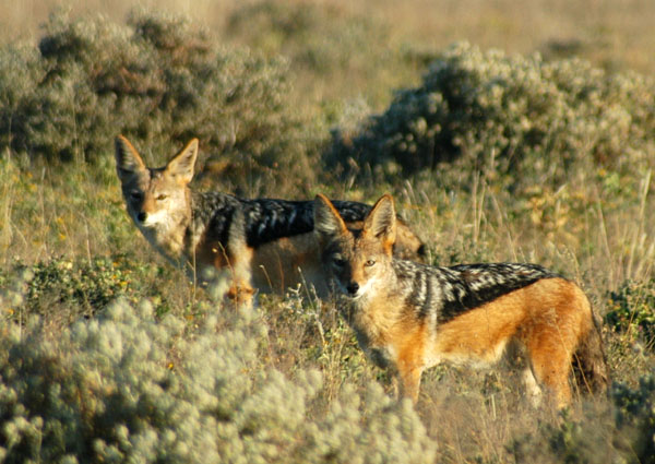 Pair of black-backed jackals near Wolfsnes