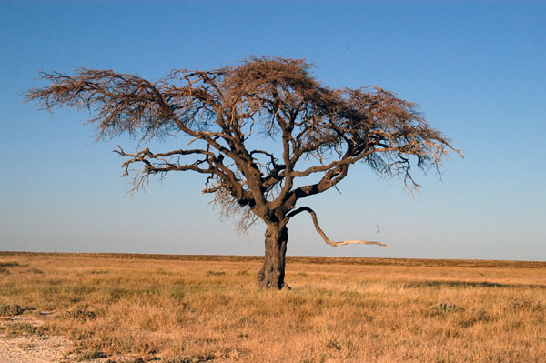 A lone tree on the western edge of the Etosha Pan