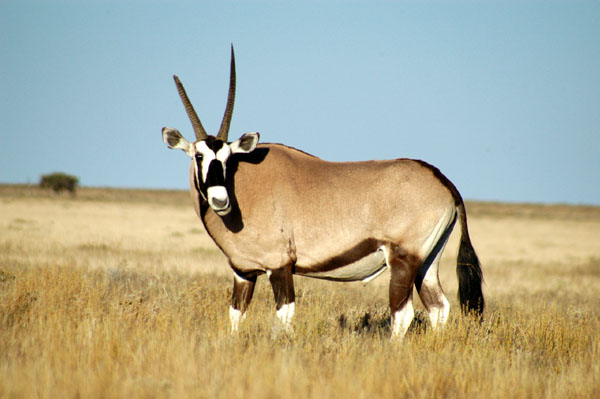 Gemsbok (Oryx) with mismatched horns